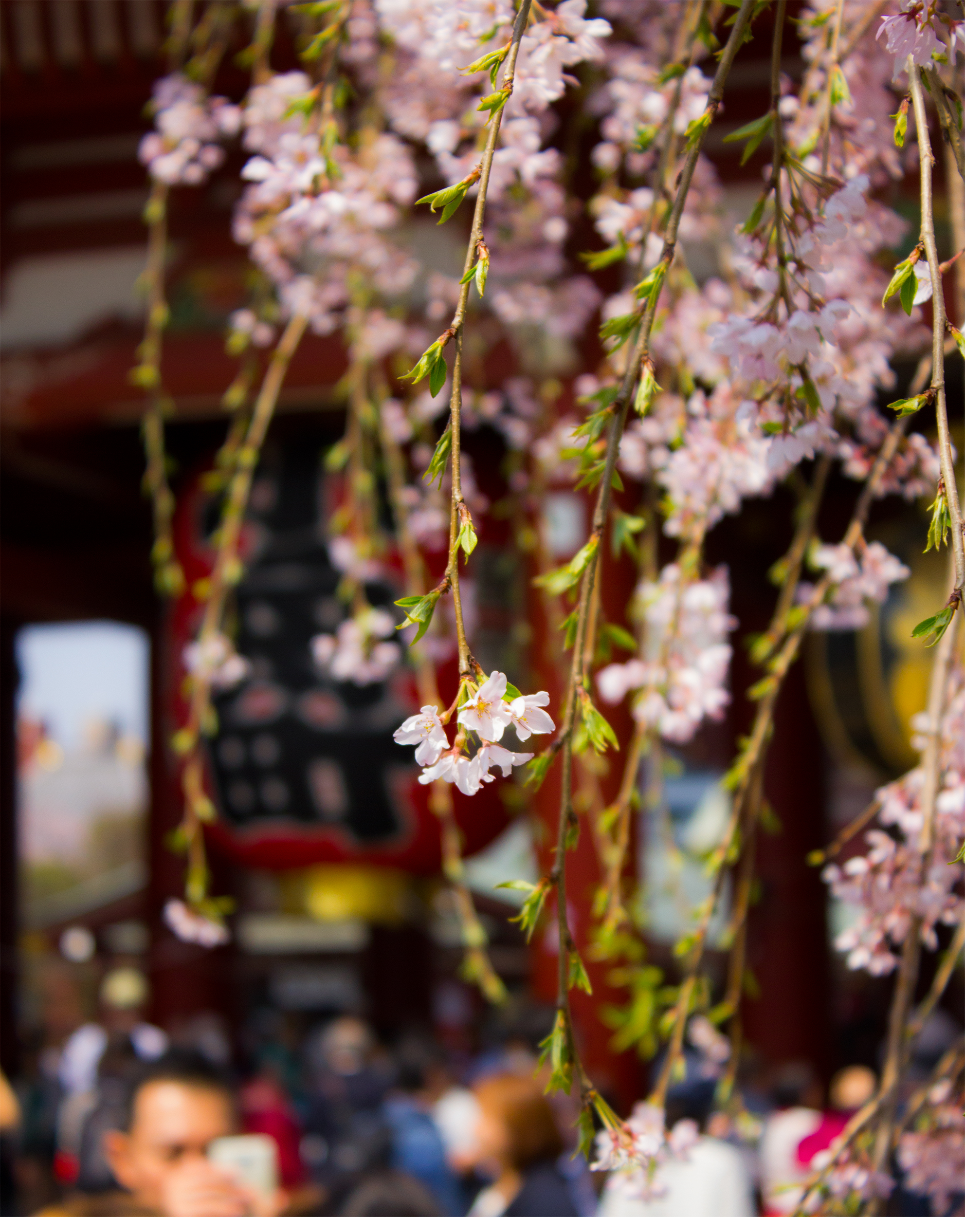 Sensoji Asakusa