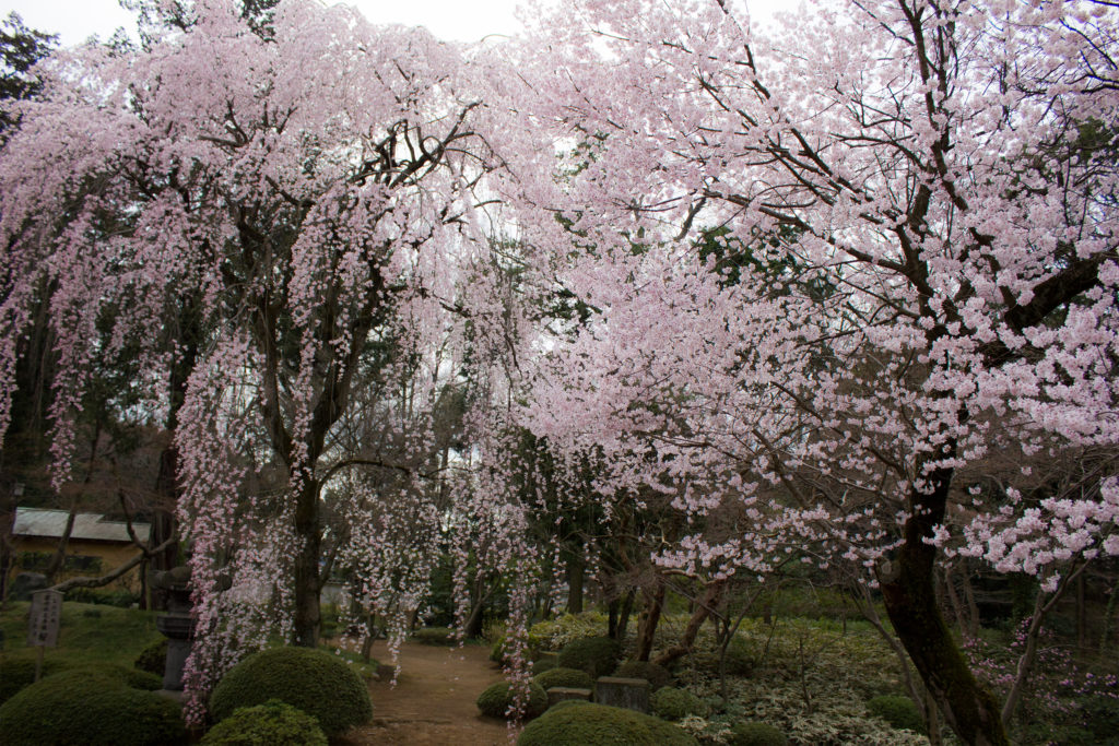 Sakura im Kitain Garten
