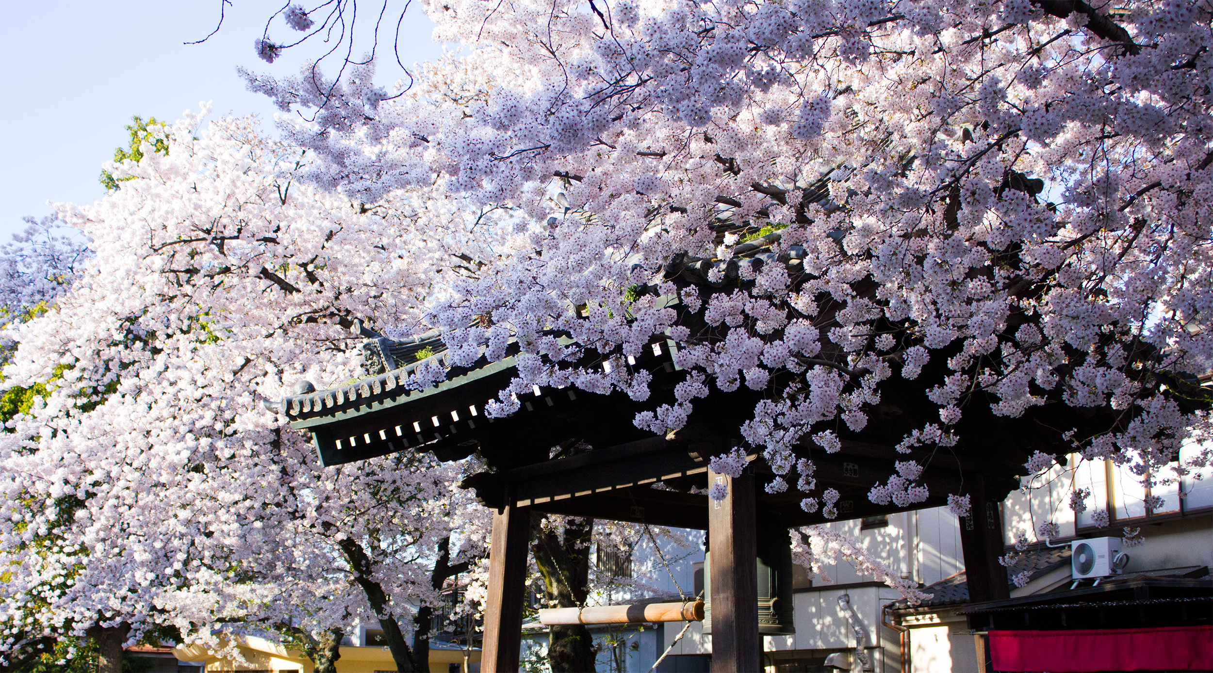Sakura - Reisen in die Vergänglichkeit